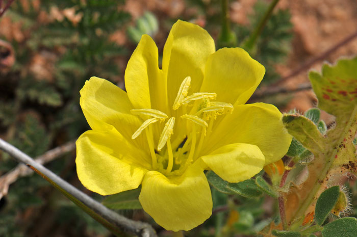Oenothera primiveris, Large Yellow Desert Primrose